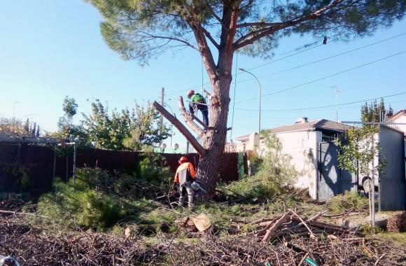 Poda en altura en Aranjuez, Madrid